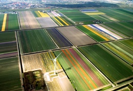 Bollenveld met windmolen