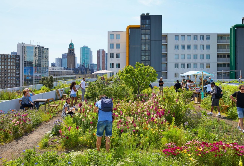 Rooftop garden